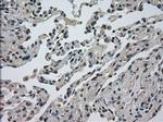 DHFR Antibody in Immunohistochemistry (Paraffin) (IHC (P))