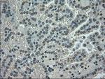 NEK6 Antibody in Immunohistochemistry (Paraffin) (IHC (P))