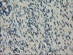 NEK6 Antibody in Immunohistochemistry (Paraffin) (IHC (P))