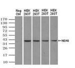 NEK6 Antibody in Western Blot (WB)