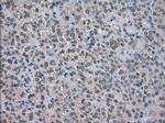 NAT8 Antibody in Immunohistochemistry (Paraffin) (IHC (P))