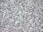 NAT8 Antibody in Immunohistochemistry (Paraffin) (IHC (P))