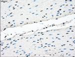 TMEM100 Antibody in Immunohistochemistry (Paraffin) (IHC (P))