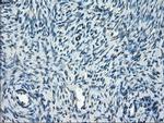 TMEM100 Antibody in Immunohistochemistry (Paraffin) (IHC (P))