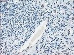 NAT8 Antibody in Immunohistochemistry (Paraffin) (IHC (P))