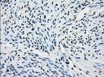 NAT8 Antibody in Immunohistochemistry (Paraffin) (IHC (P))