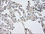 NEK6 Antibody in Immunohistochemistry (Paraffin) (IHC (P))