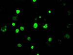 JMJD2C Antibody in Immunocytochemistry (ICC/IF)