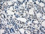 JMJD2C Antibody in Immunohistochemistry (Paraffin) (IHC (P))