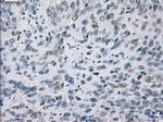 JMJD2C Antibody in Immunohistochemistry (Paraffin) (IHC (P))