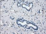 JMJD2C Antibody in Immunohistochemistry (Paraffin) (IHC (P))