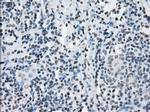 JMJD2C Antibody in Immunohistochemistry (Paraffin) (IHC (P))