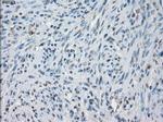 JMJD2C Antibody in Immunohistochemistry (Paraffin) (IHC (P))