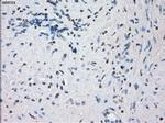 JMJD2C Antibody in Immunohistochemistry (Paraffin) (IHC (P))