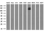 JMJD2C Antibody in Western Blot (WB)