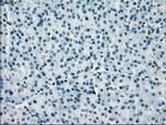 PP5 Antibody in Immunohistochemistry (Paraffin) (IHC (P))