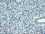 PP5 Antibody in Immunohistochemistry (Paraffin) (IHC (P))