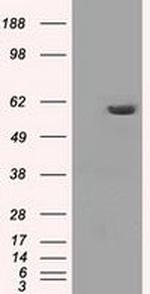 PP5 Antibody in Western Blot (WB)