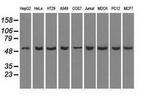 PP5 Antibody in Western Blot (WB)