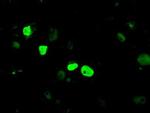 JMJD2C Antibody in Immunocytochemistry (ICC/IF)