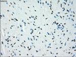 JMJD2C Antibody in Immunohistochemistry (Paraffin) (IHC (P))