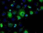 PP5 Antibody in Immunocytochemistry (ICC/IF)