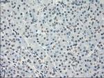 PP5 Antibody in Immunohistochemistry (Paraffin) (IHC (P))