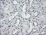 PP5 Antibody in Immunohistochemistry (Paraffin) (IHC (P))