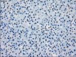 PP5 Antibody in Immunohistochemistry (Paraffin) (IHC (P))