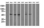 PP5 Antibody in Western Blot (WB)