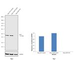 IDH1 Antibody