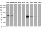 IDH1 Antibody in Western Blot (WB)