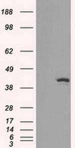 IDH1 Antibody in Western Blot (WB)