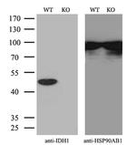 IDH1 Antibody in Western Blot (WB)