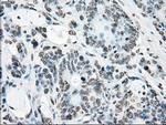 Cytochrome P450 Reductase Antibody in Immunohistochemistry (Paraffin) (IHC (P))