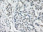 Cytochrome P450 Reductase Antibody in Immunohistochemistry (Paraffin) (IHC (P))