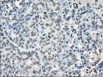 Cytochrome P450 Reductase Antibody in Immunohistochemistry (Paraffin) (IHC (P))