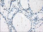 Cytochrome P450 Reductase Antibody in Immunohistochemistry (Paraffin) (IHC (P))