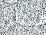 Cytochrome P450 Reductase Antibody in Immunohistochemistry (Paraffin) (IHC (P))