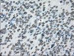 Cytochrome P450 Reductase Antibody in Immunohistochemistry (Paraffin) (IHC (P))