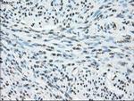 Cytochrome P450 Reductase Antibody in Immunohistochemistry (Paraffin) (IHC (P))