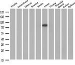 Cytochrome P450 Reductase Antibody in Western Blot (WB)