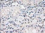 Fra1 Antibody in Immunohistochemistry (Paraffin) (IHC (P))