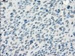 Fra1 Antibody in Immunohistochemistry (Paraffin) (IHC (P))