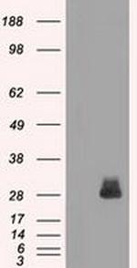 Fra1 Antibody in Western Blot (WB)