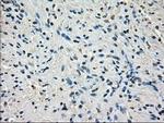 Cytochrome P450 Reductase Antibody in Immunohistochemistry (Paraffin) (IHC (P))