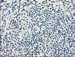 Cytochrome P450 Reductase Antibody in Immunohistochemistry (Paraffin) (IHC (P))