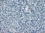 Cytochrome P450 Reductase Antibody in Immunohistochemistry (Paraffin) (IHC (P))