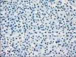 Cytochrome P450 Reductase Antibody in Immunohistochemistry (Paraffin) (IHC (P))