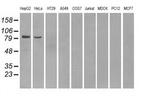 PDE10A Antibody in Western Blot (WB)